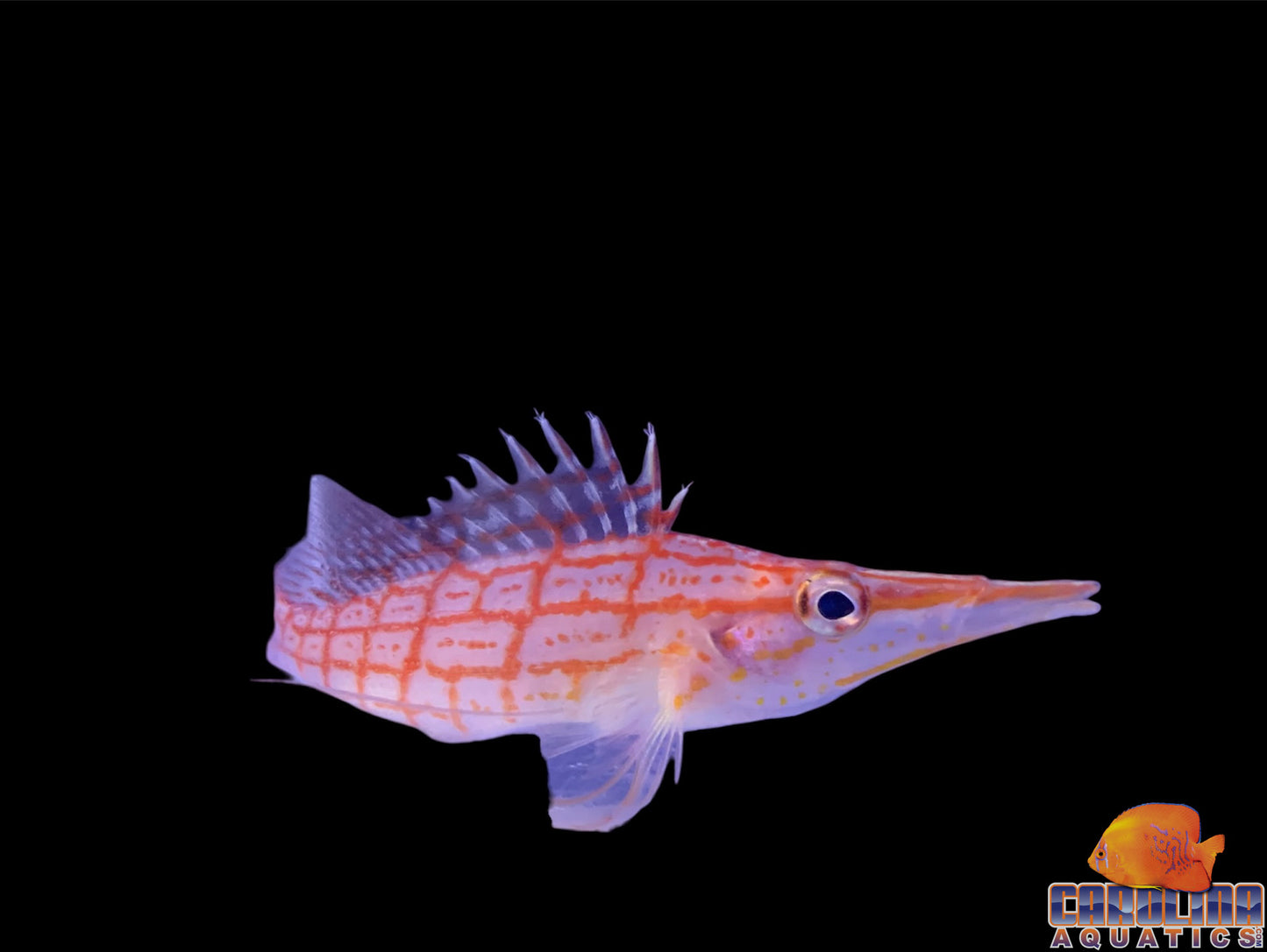 Hawkfish - Longnose Md/Lg