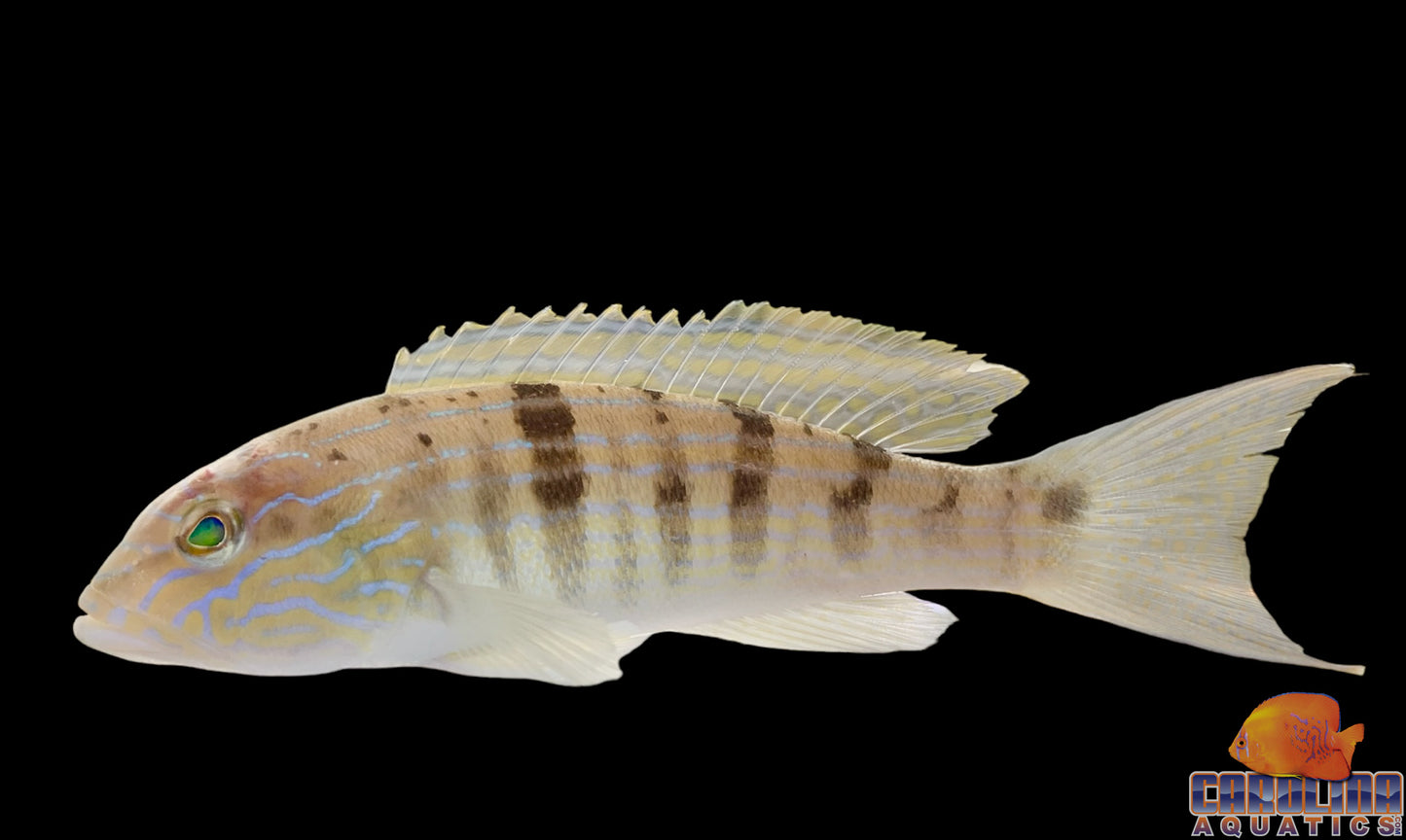 Sandperch - Blue Striped Lg
