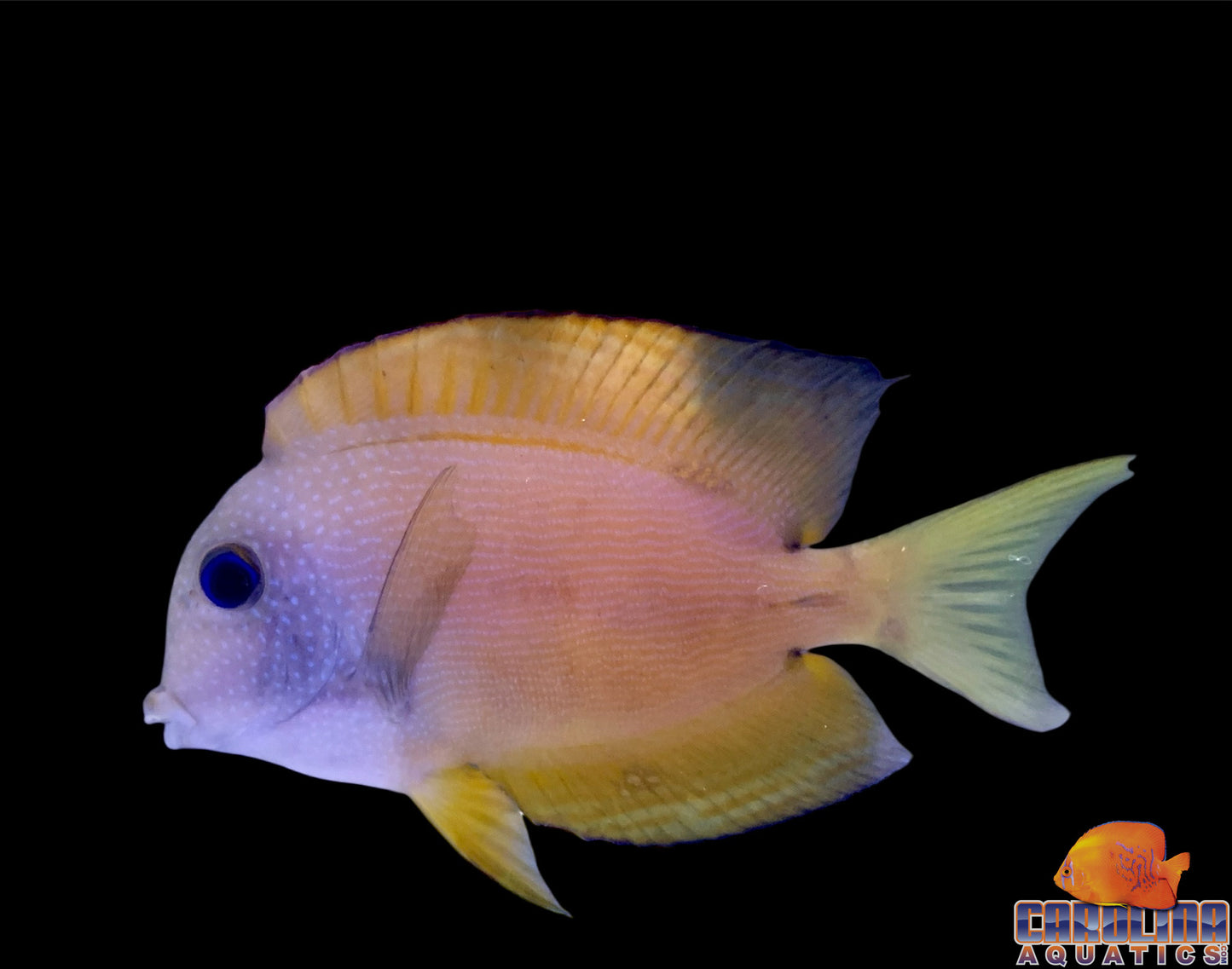 Tang - Two Spot Bristletooth Sm