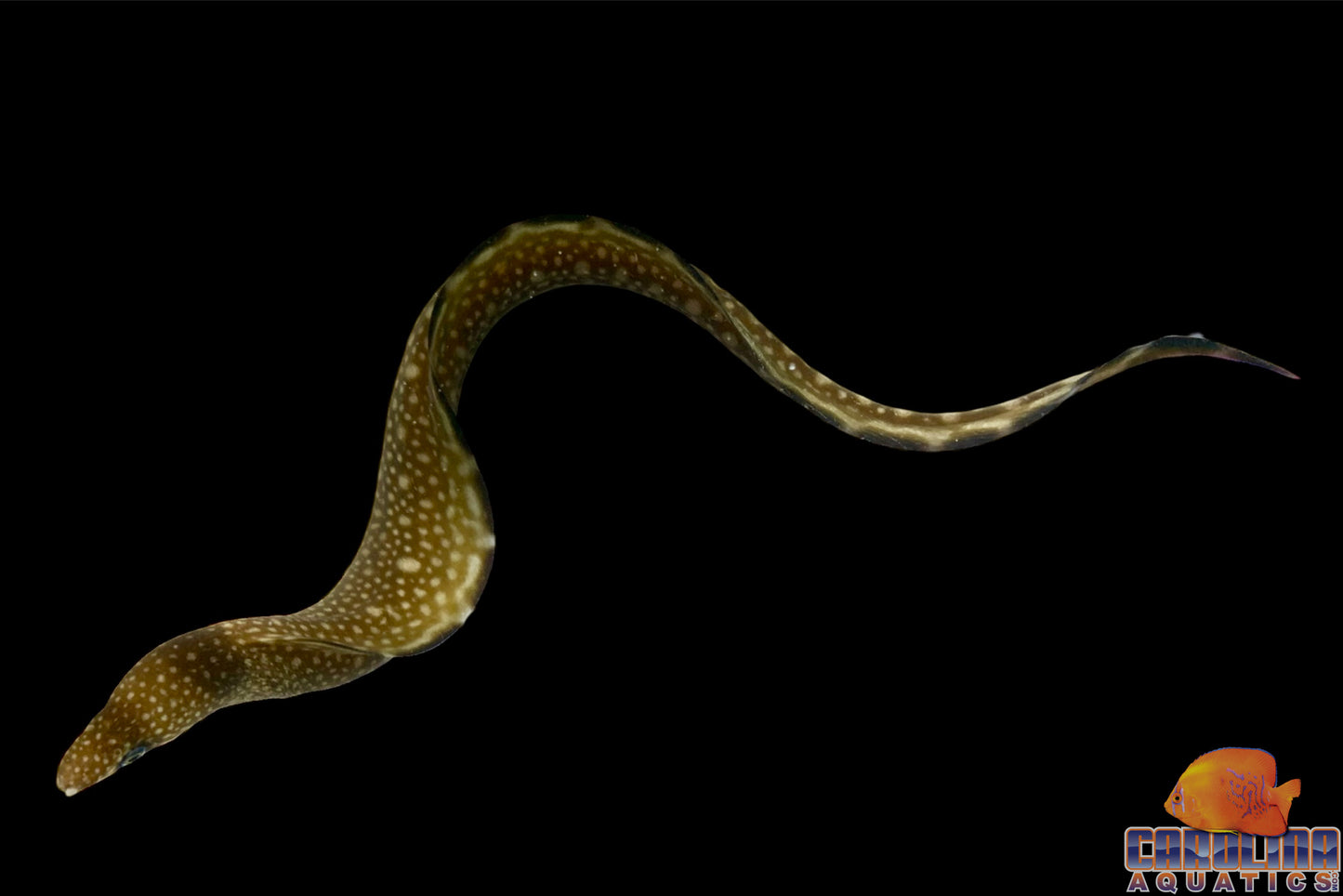 Eel - Blackedge Moray