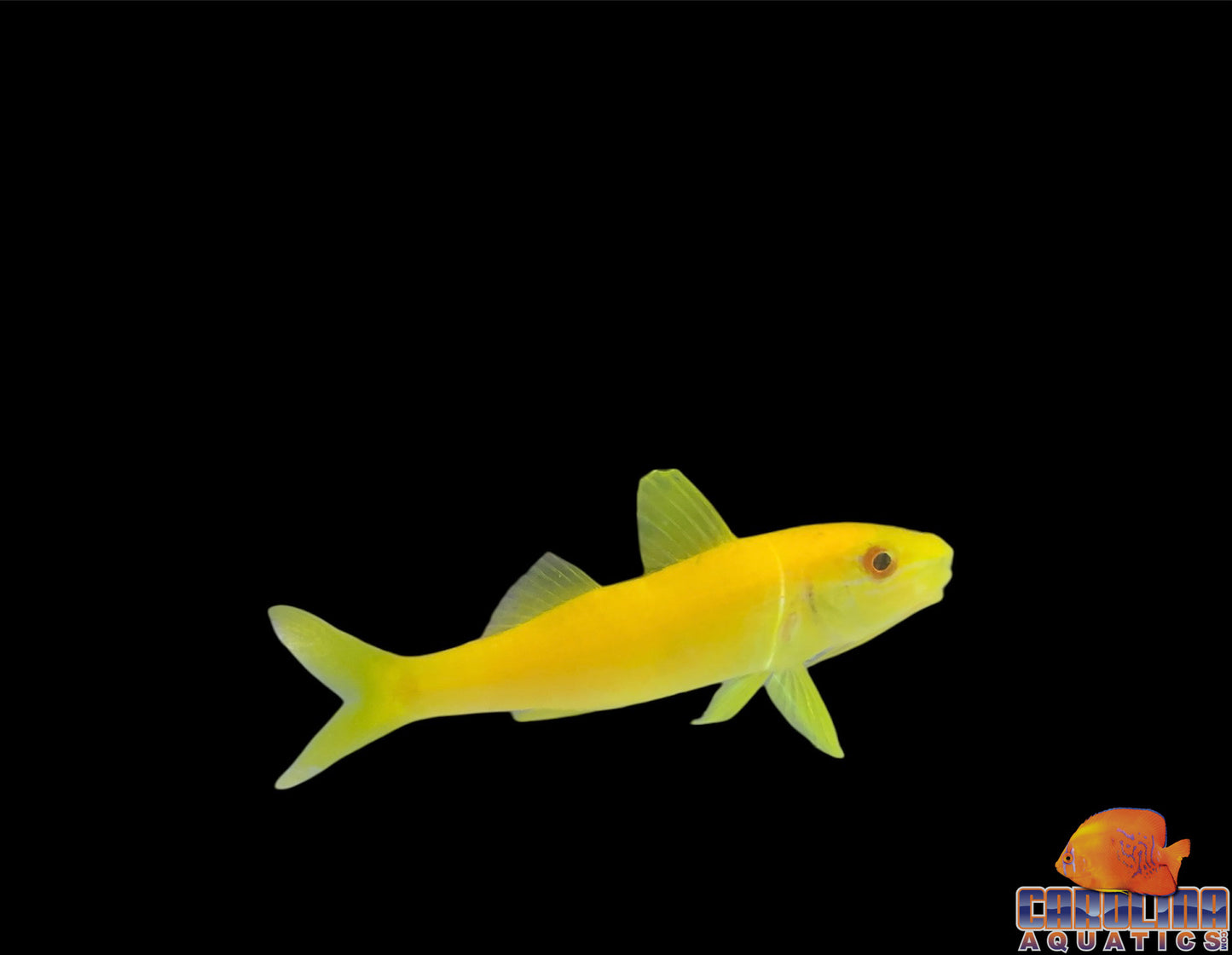 Goatfish - Yellow