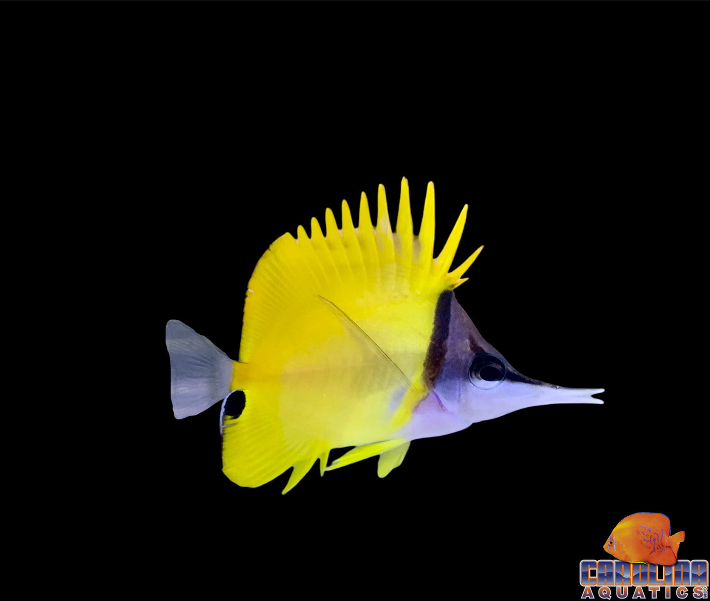 Butterfly - Longnose Yellow