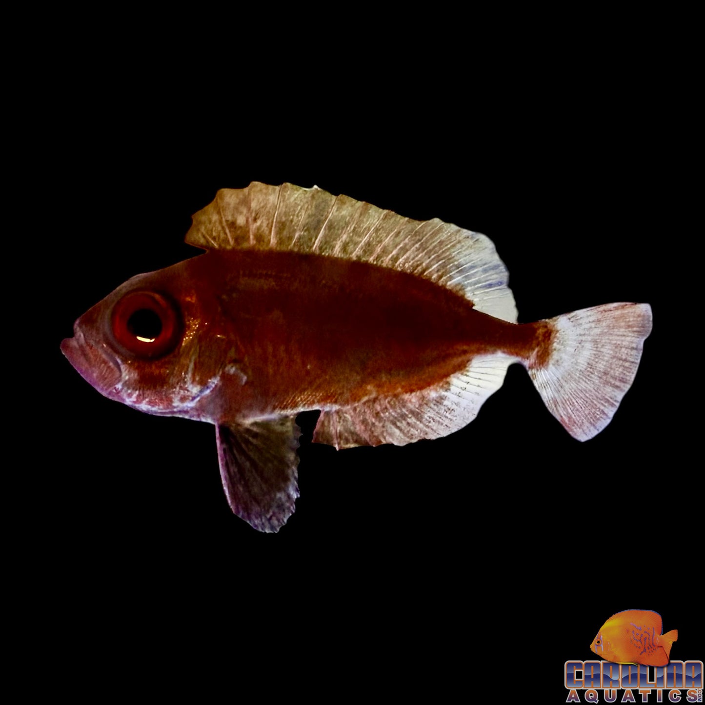 Snapper - Glasseye Sm