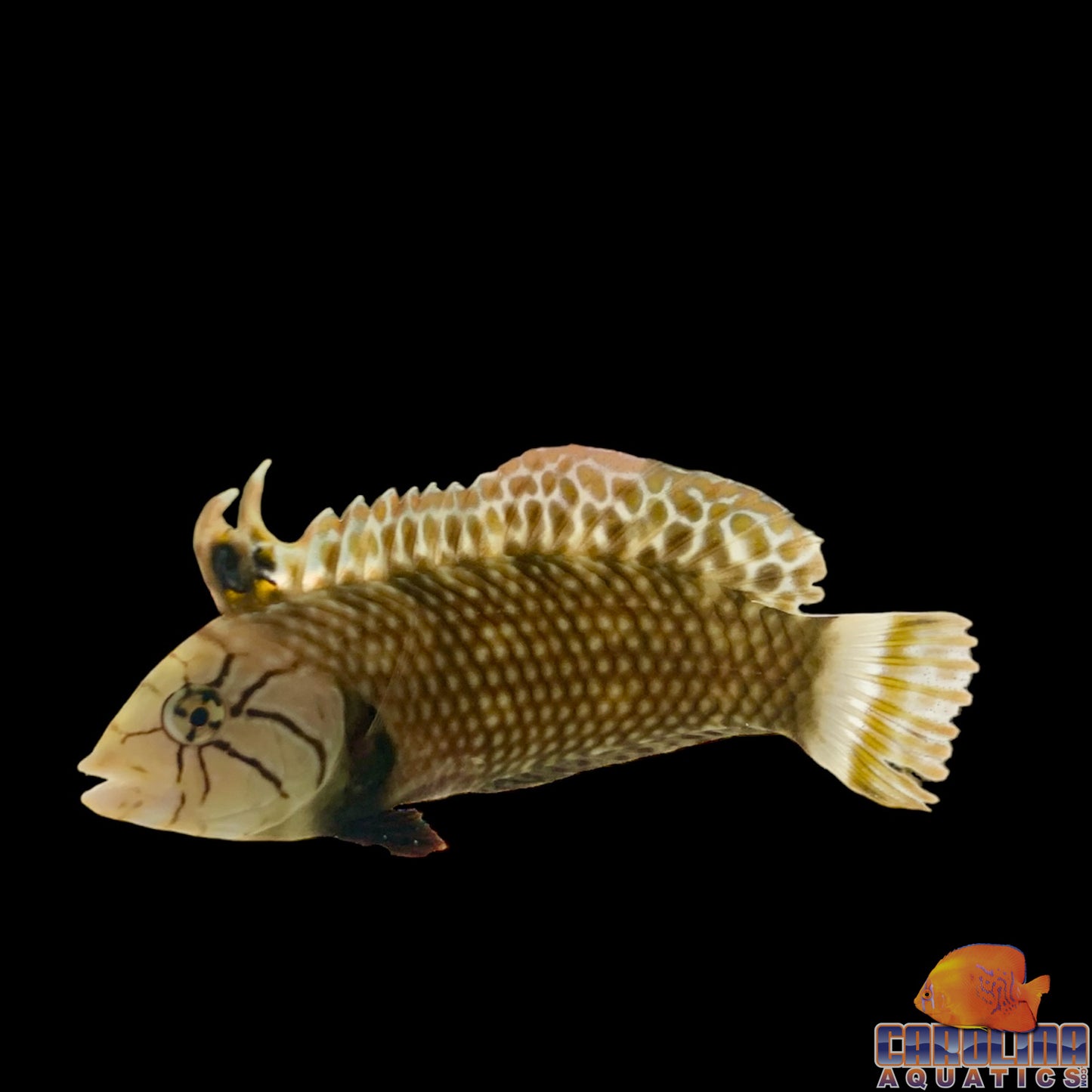 Wrasse - Dragon Adult