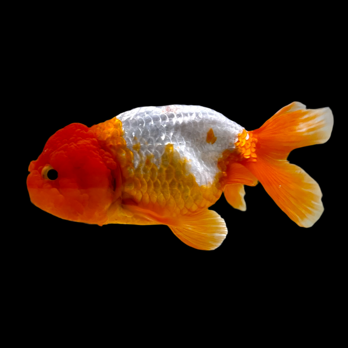 Goldfish - Ranchu Asstd. A Grade 3-3.5in