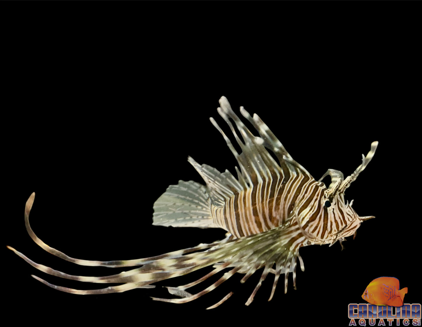 Lionfish - Volitan Md