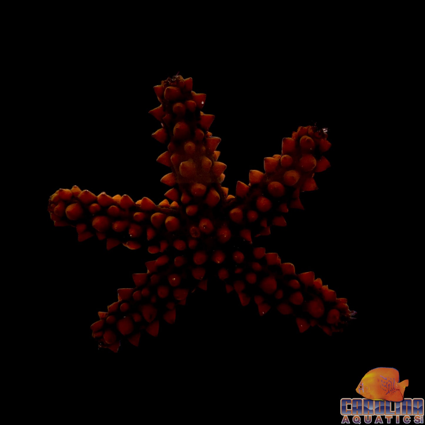 Starfish - Orange Knobby