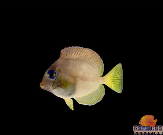 Tang - Blue Atlantic Sm