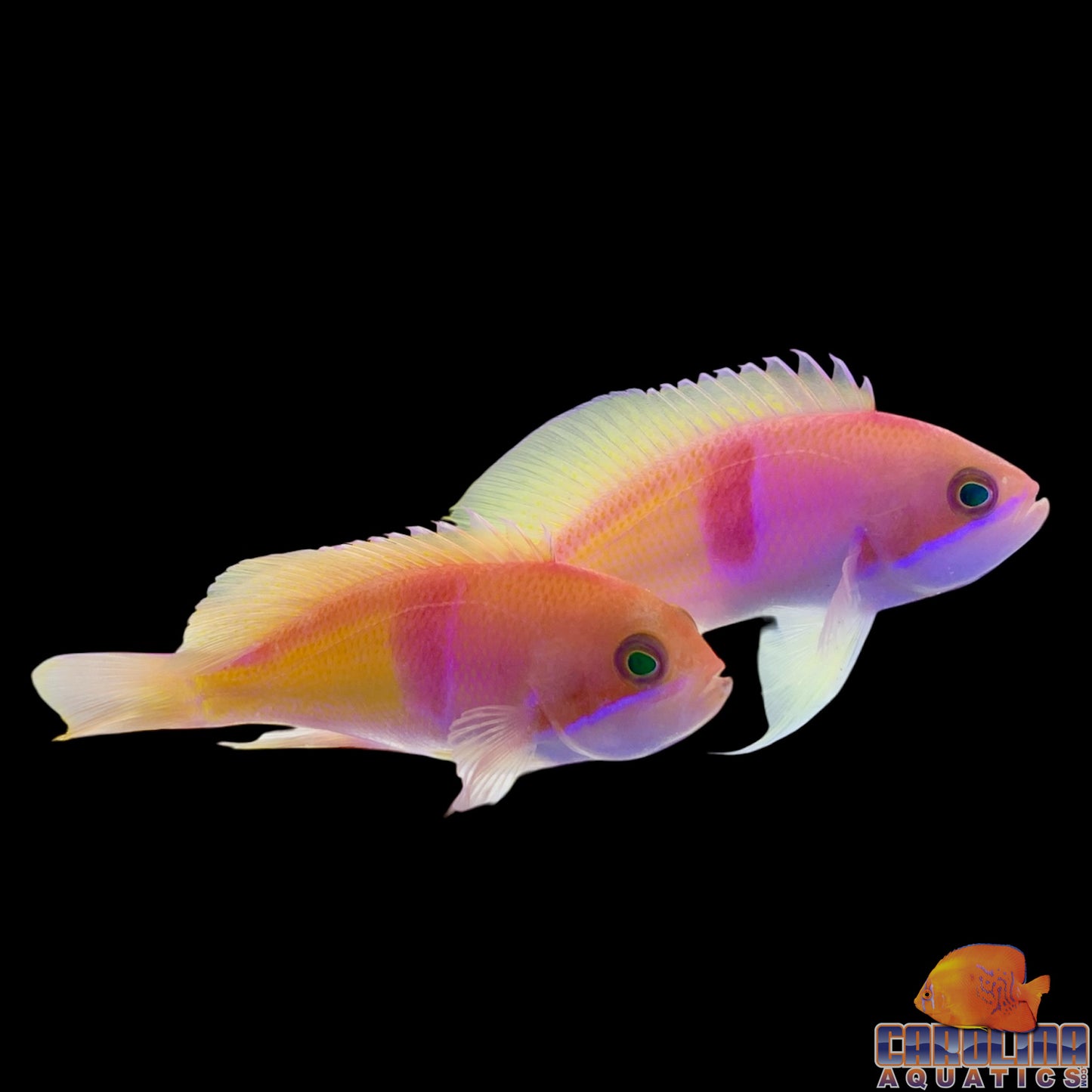 Anthias - TriColor