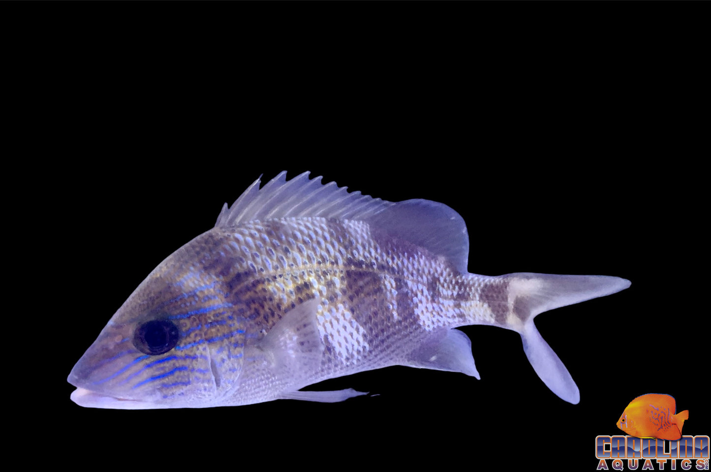 Grunt - Blue Stripe