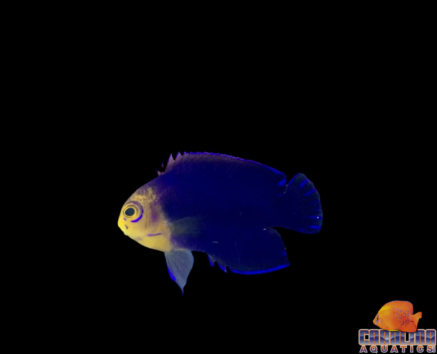 Angel - Pygmy (Atlantic)