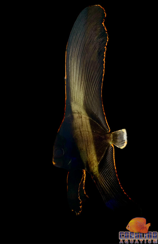 Batfish - Pinnatus Lg