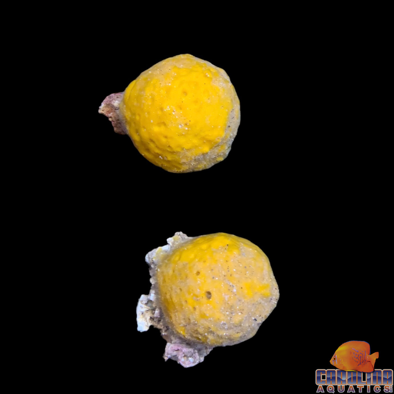 Sponge - Yellow Ball