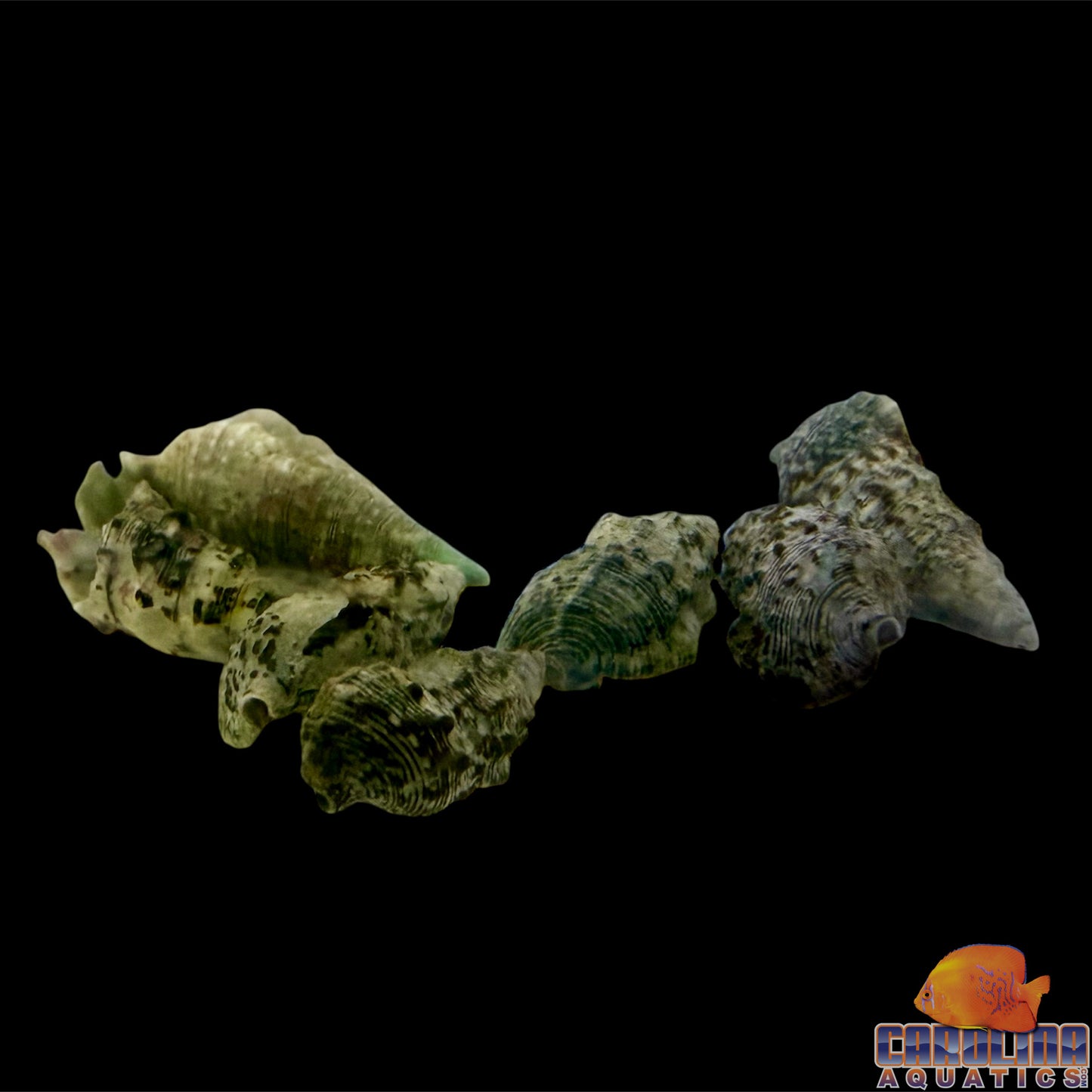 Snail - Cerith Caribbean