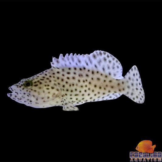 Grouper - Panther T.R. Sm/Md