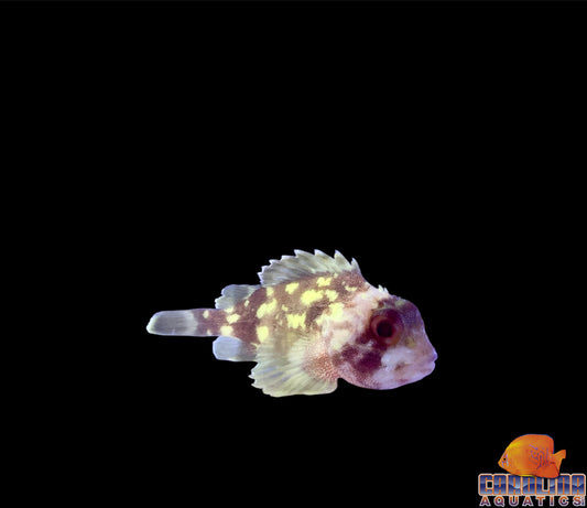 Scorpionfish - Yellow Spotted