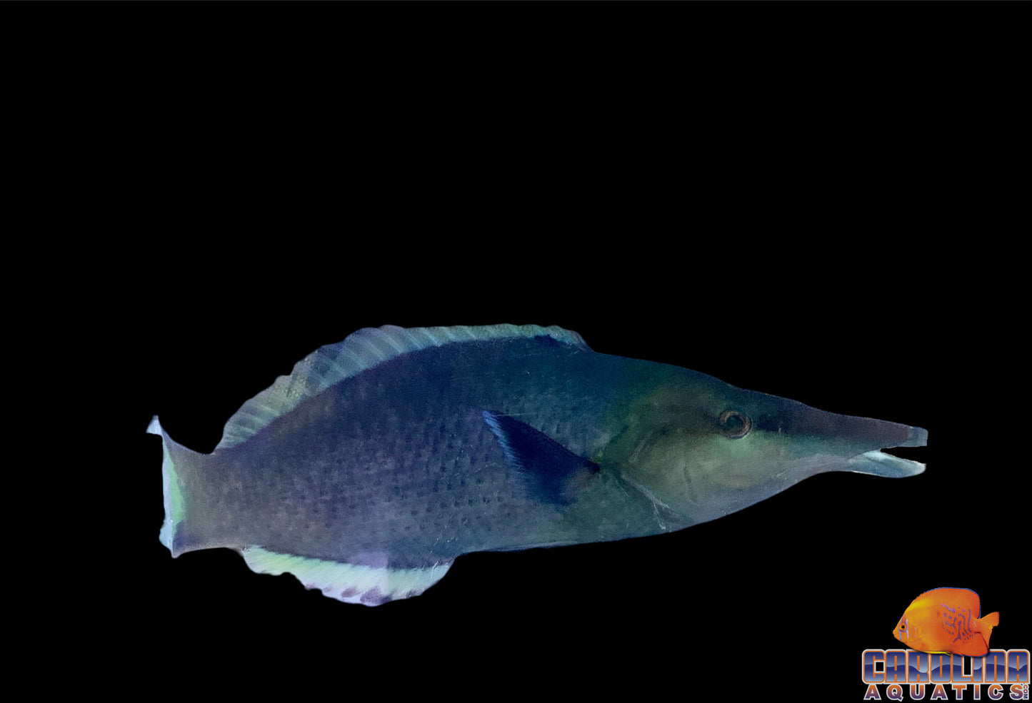 Wrasse - Bird Green XL(male)