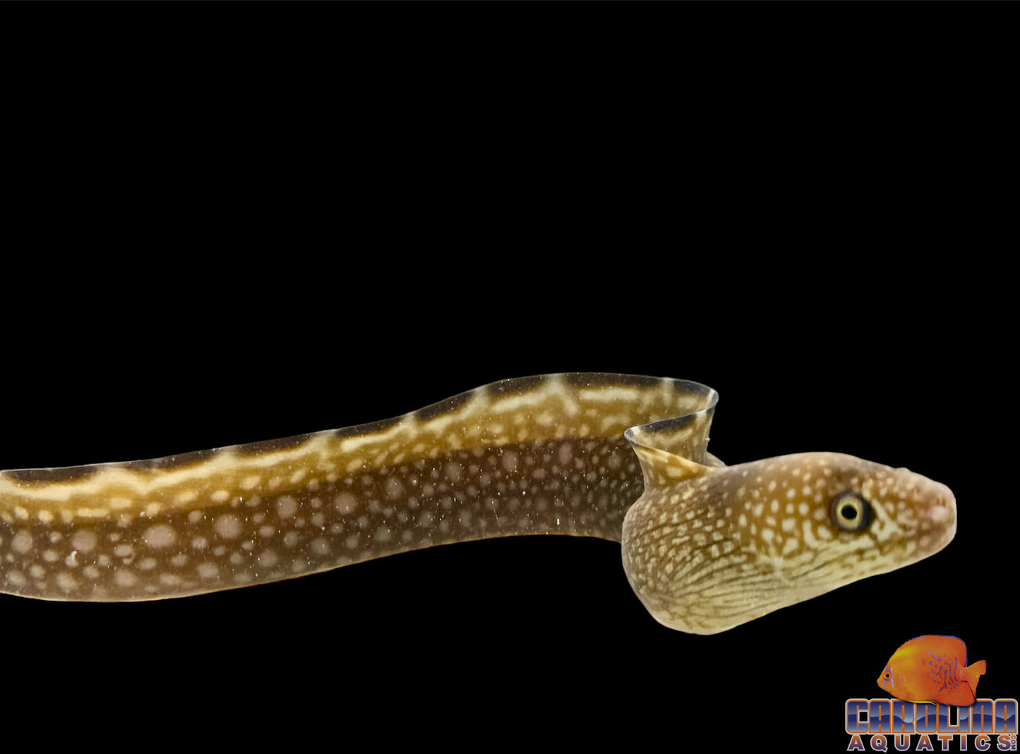 Eel - Blackedge Moray