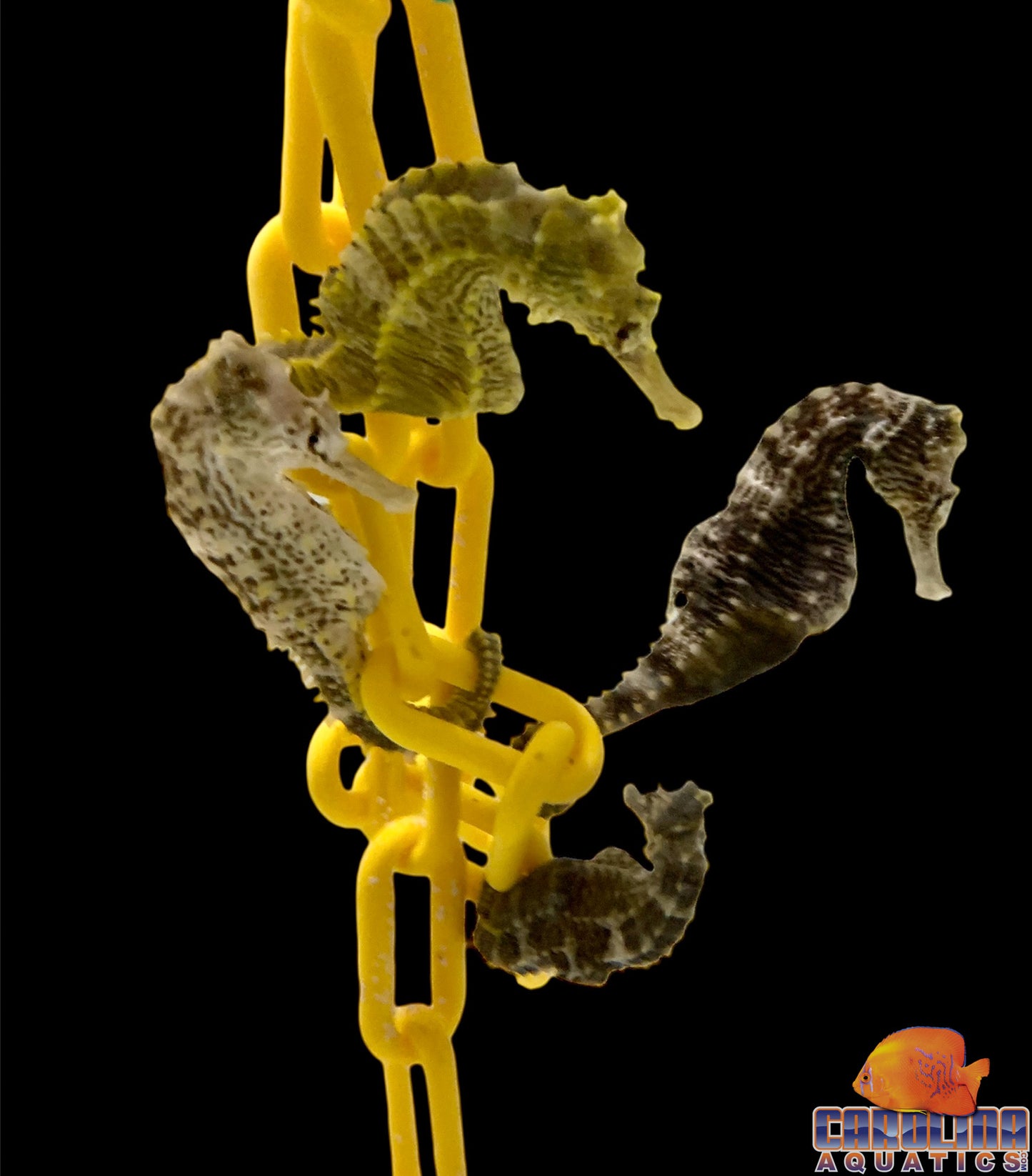 Seahorse - Lined Wild Lg