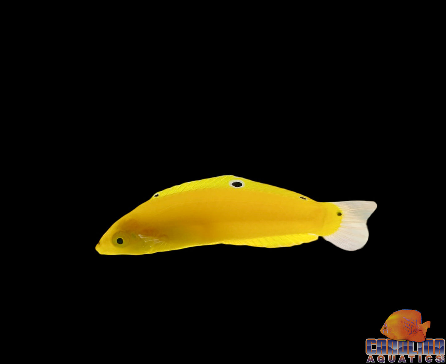 Wrasse - Coris Yellow