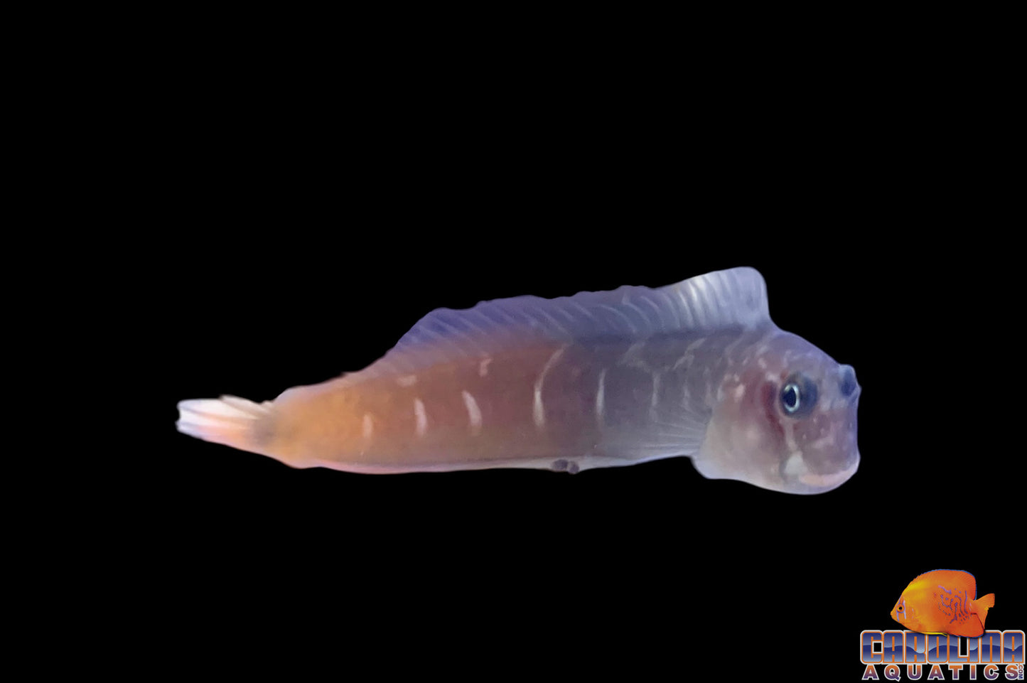 Blenny - Bicolor