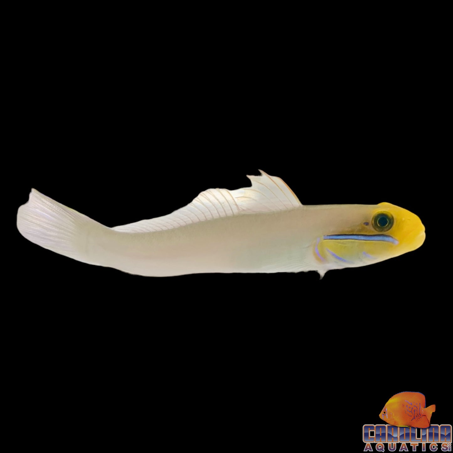 Goby - Sleeper Golden Head