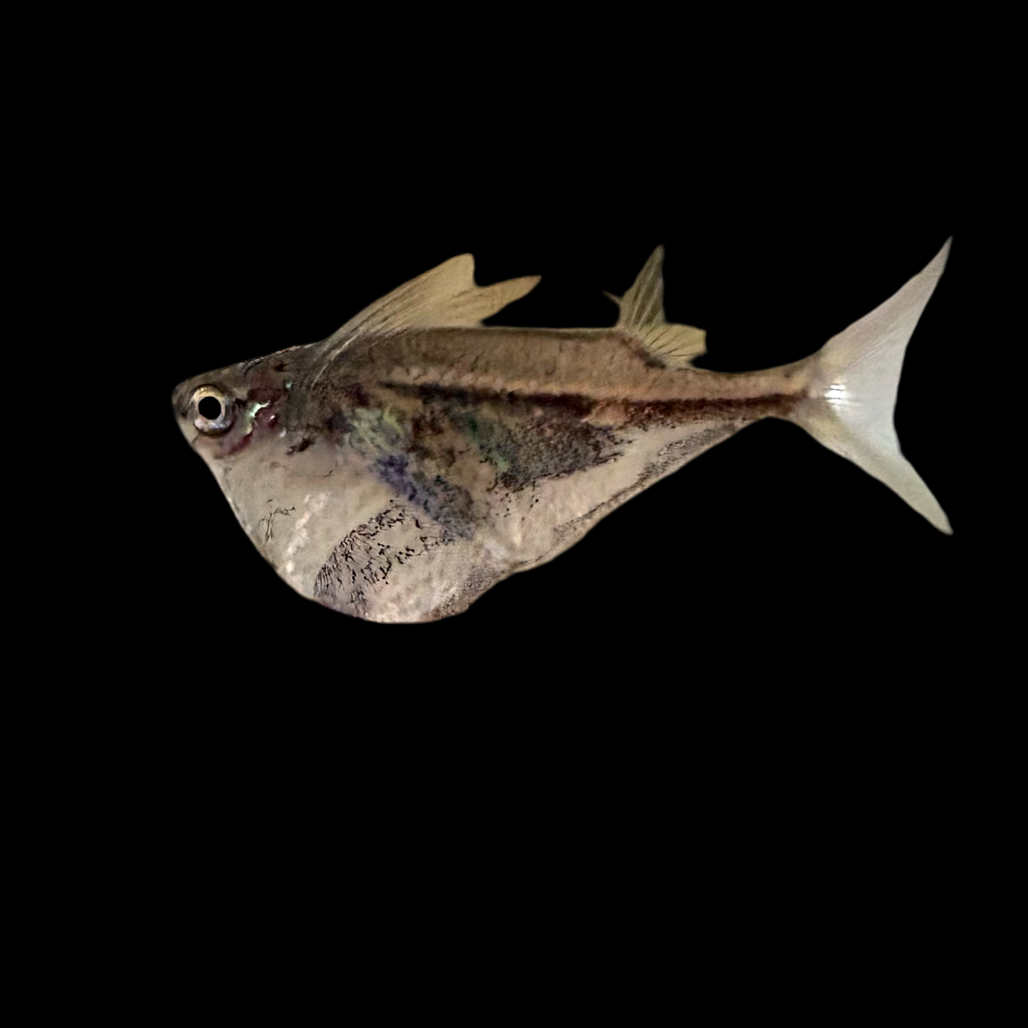 Misc - Hatchet Marble