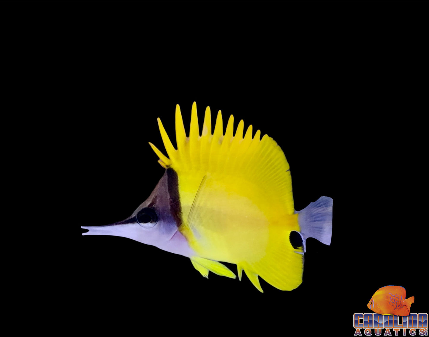 Butterfly - Longnose Yellow