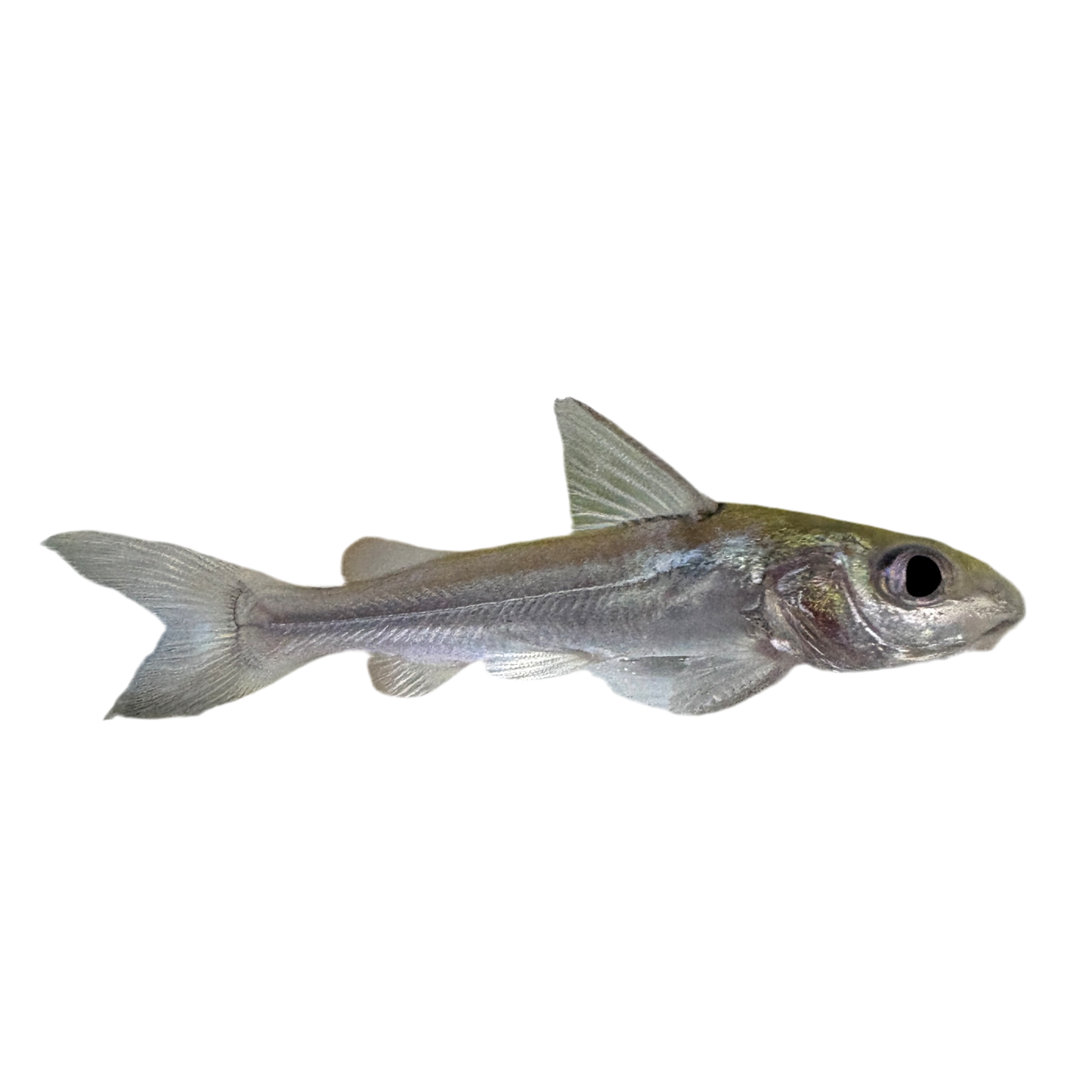 Catfish - Aluminum Med