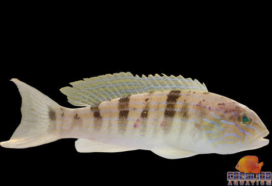Sandperch - Blue Striped Lg