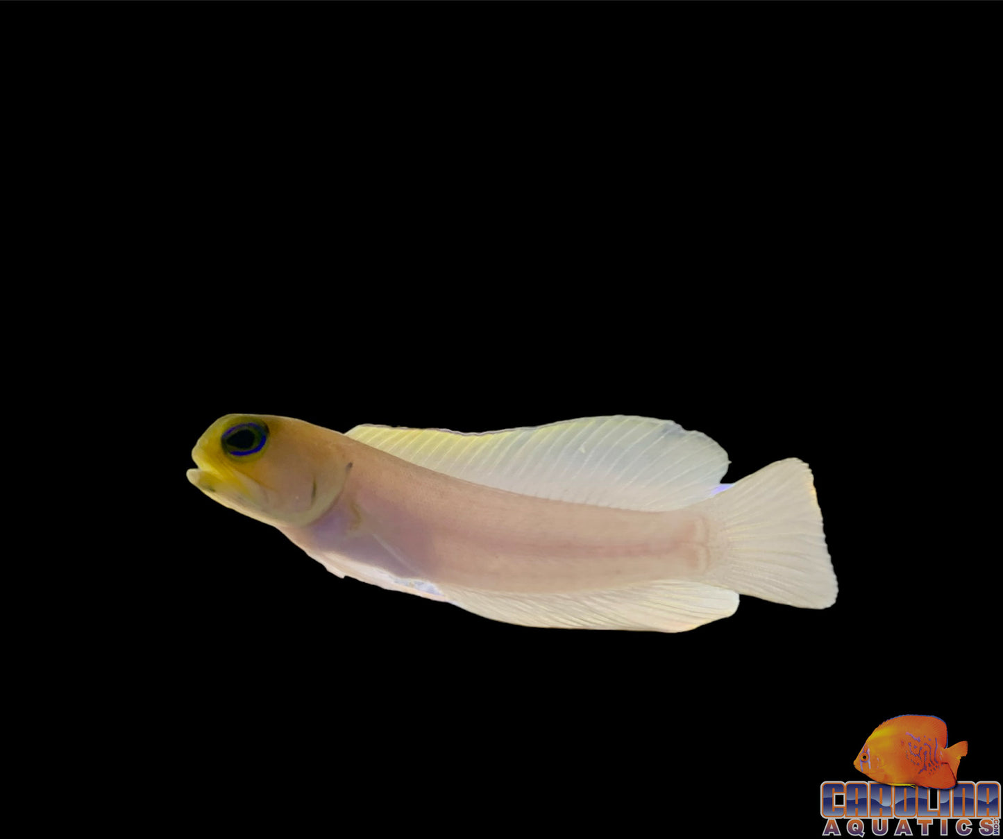 Jawfish - Pearly