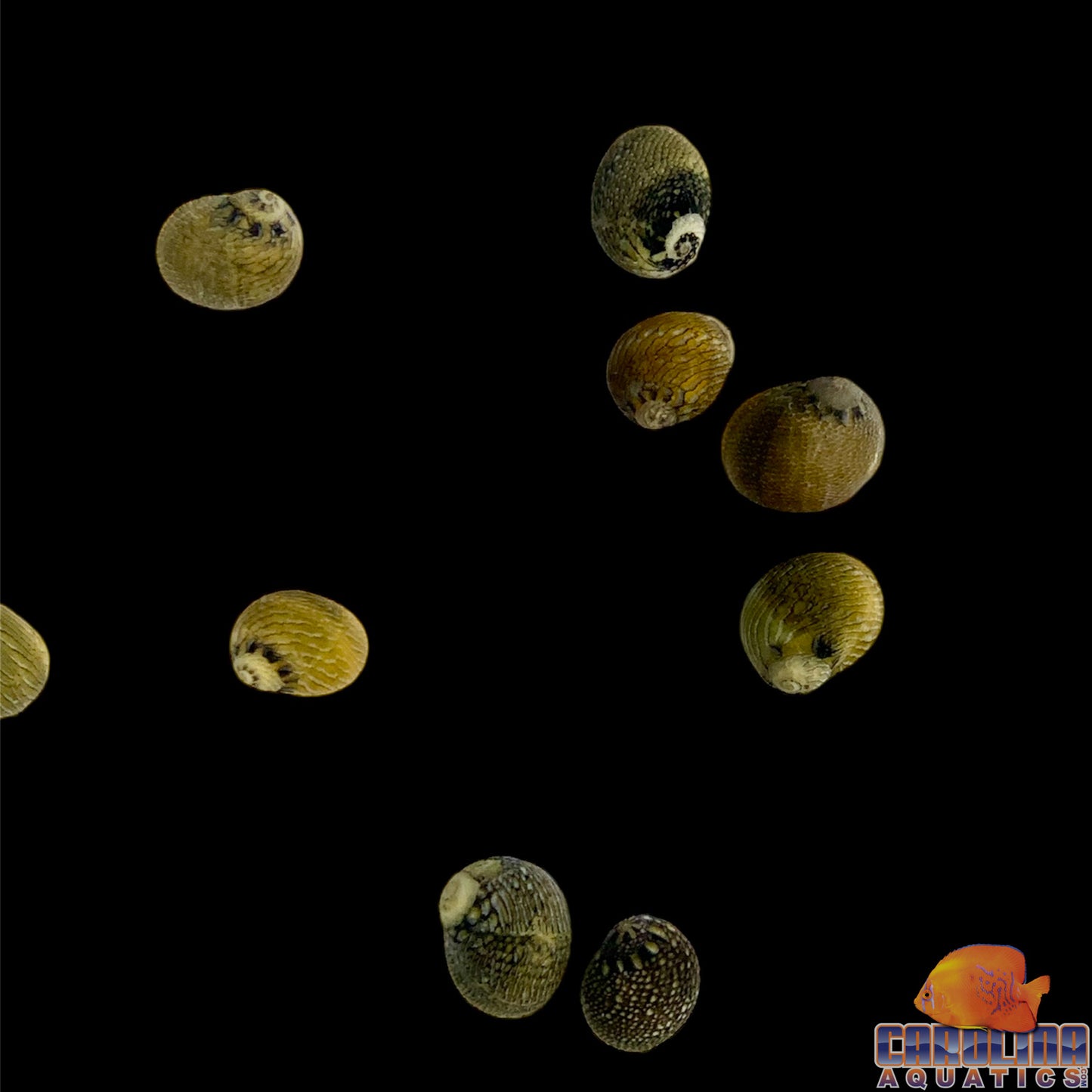 Snail - Nerite Saltwater
