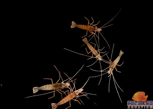 Shrimp - Peppermint(NO LIMIT)