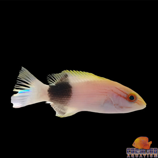 Hogfish - Saddleback
