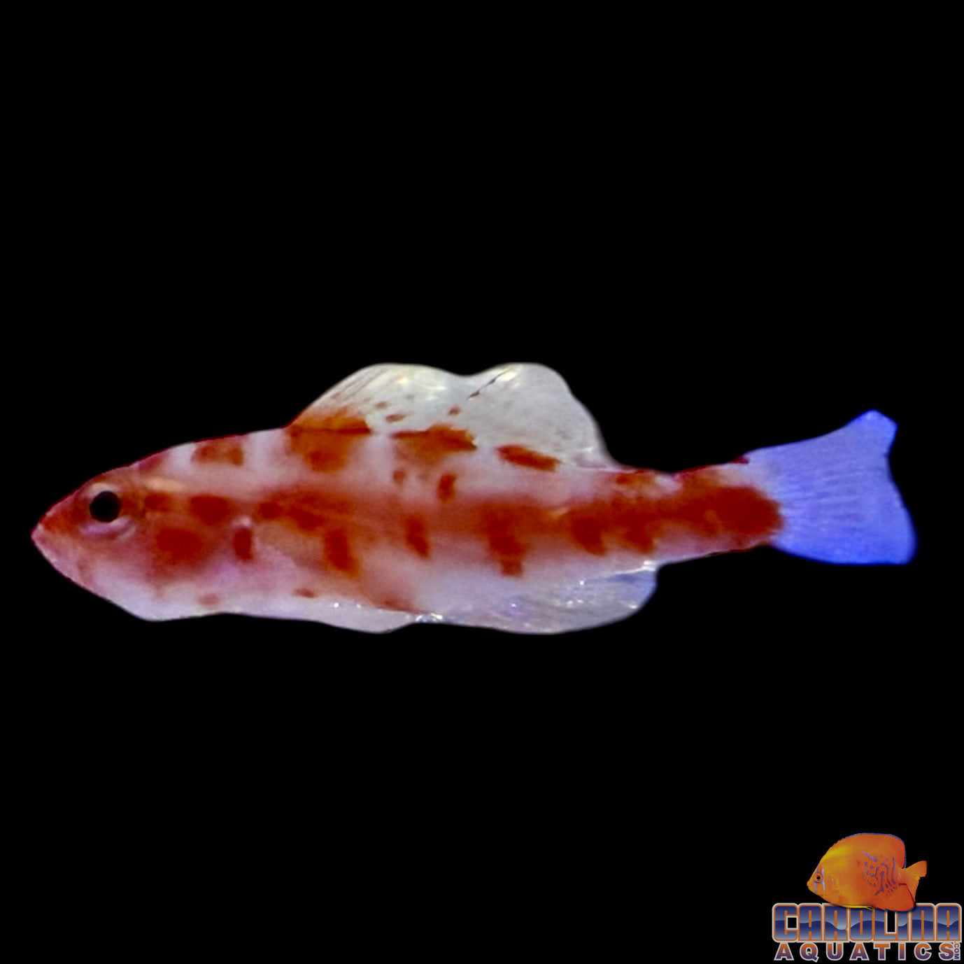 Goby - Red Spotted Pygmy