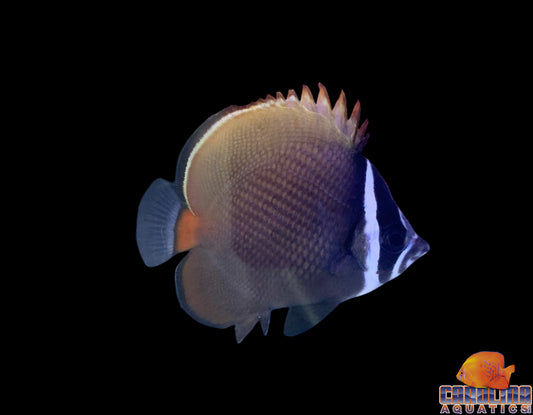 Butterfly - Pakistani Md