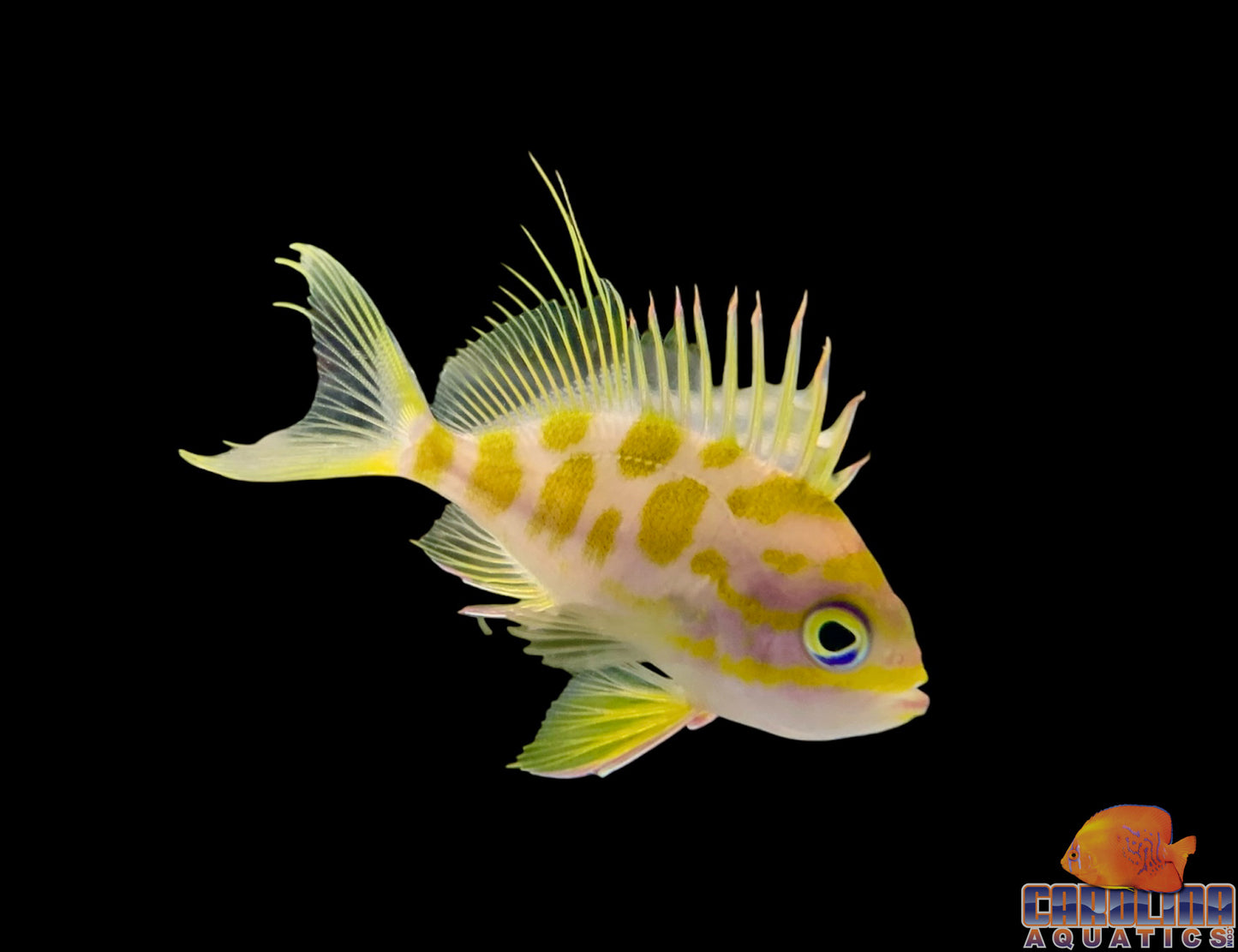 Anthias - Borbonious