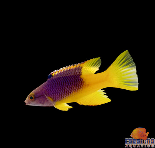 Hogfish - Spanish Tiny