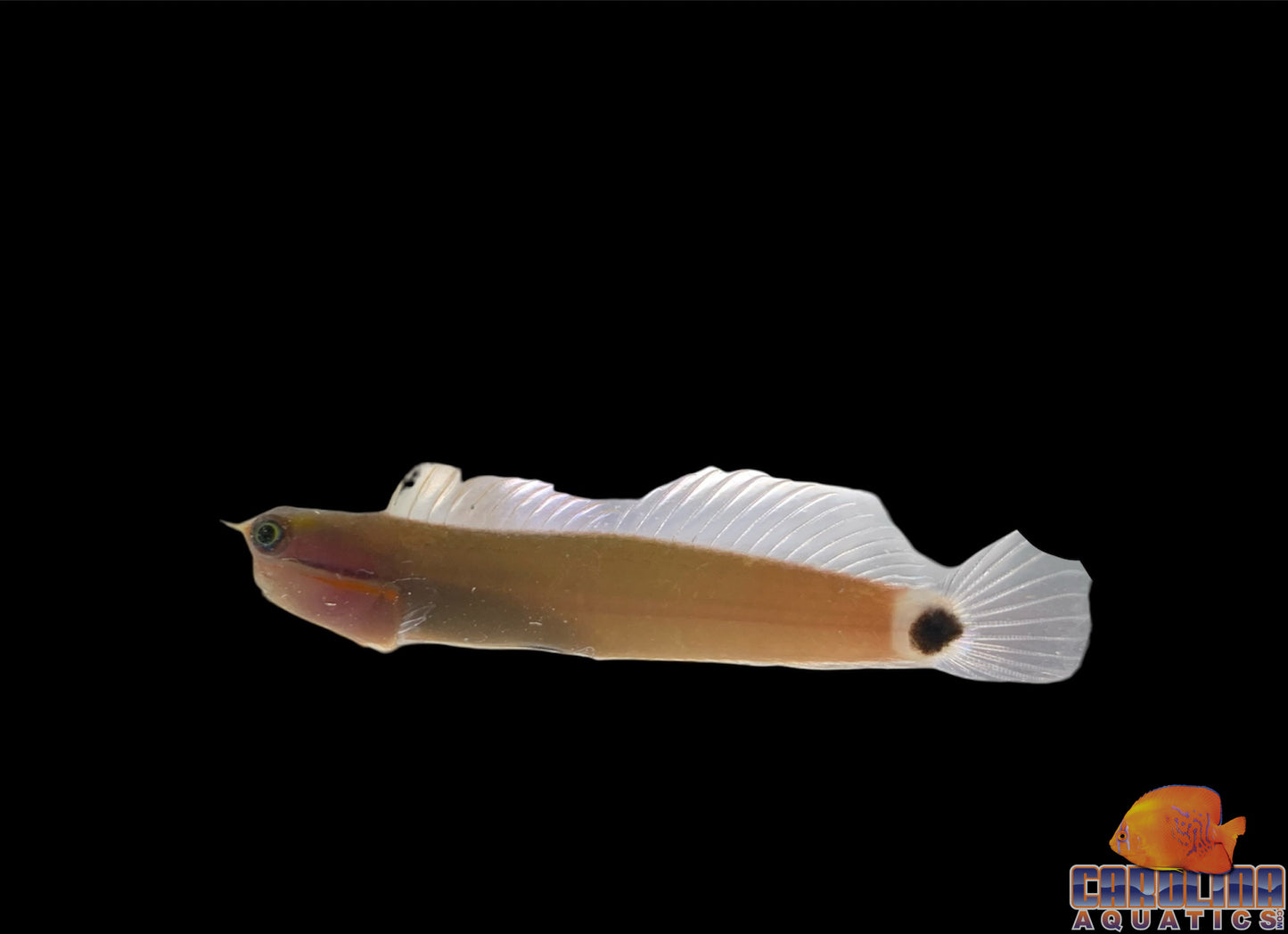 Blenny - Tailspot