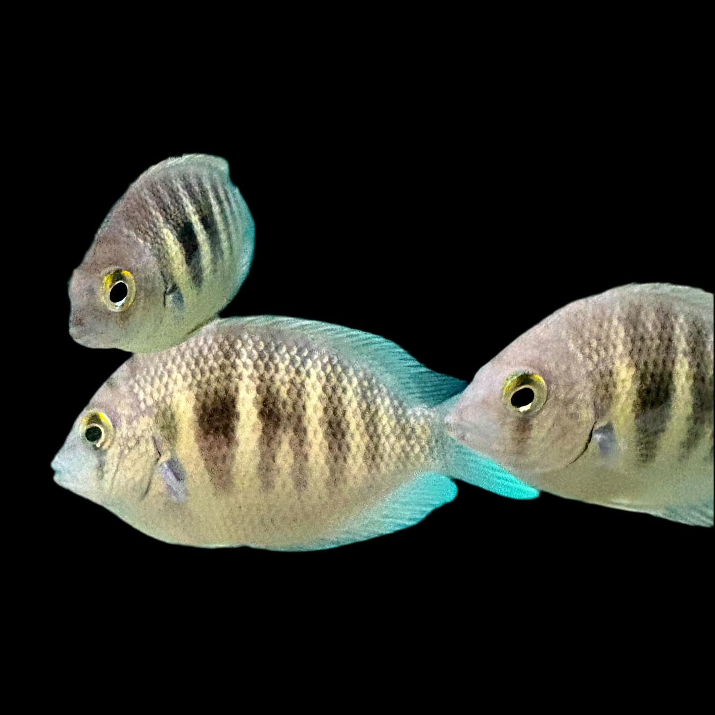 Cichlid - Chromide Canara Pearl Spot 1.5-2in