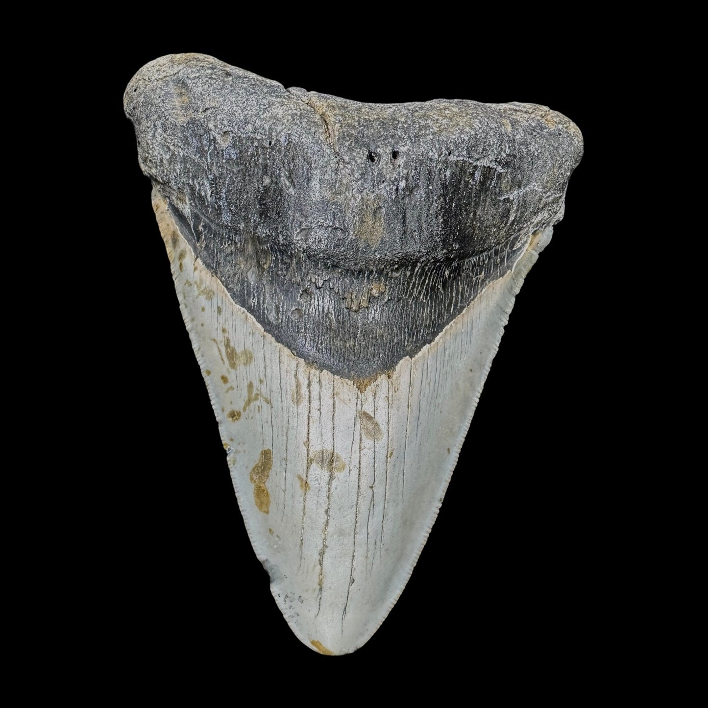 Megalodon Tooth