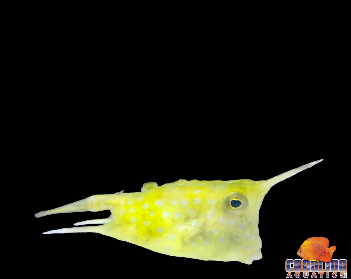 Cowfish - Longhorn Md/Lg