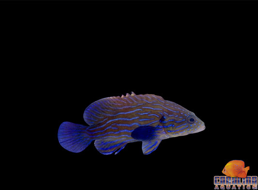 Grouper - Blue Line Md