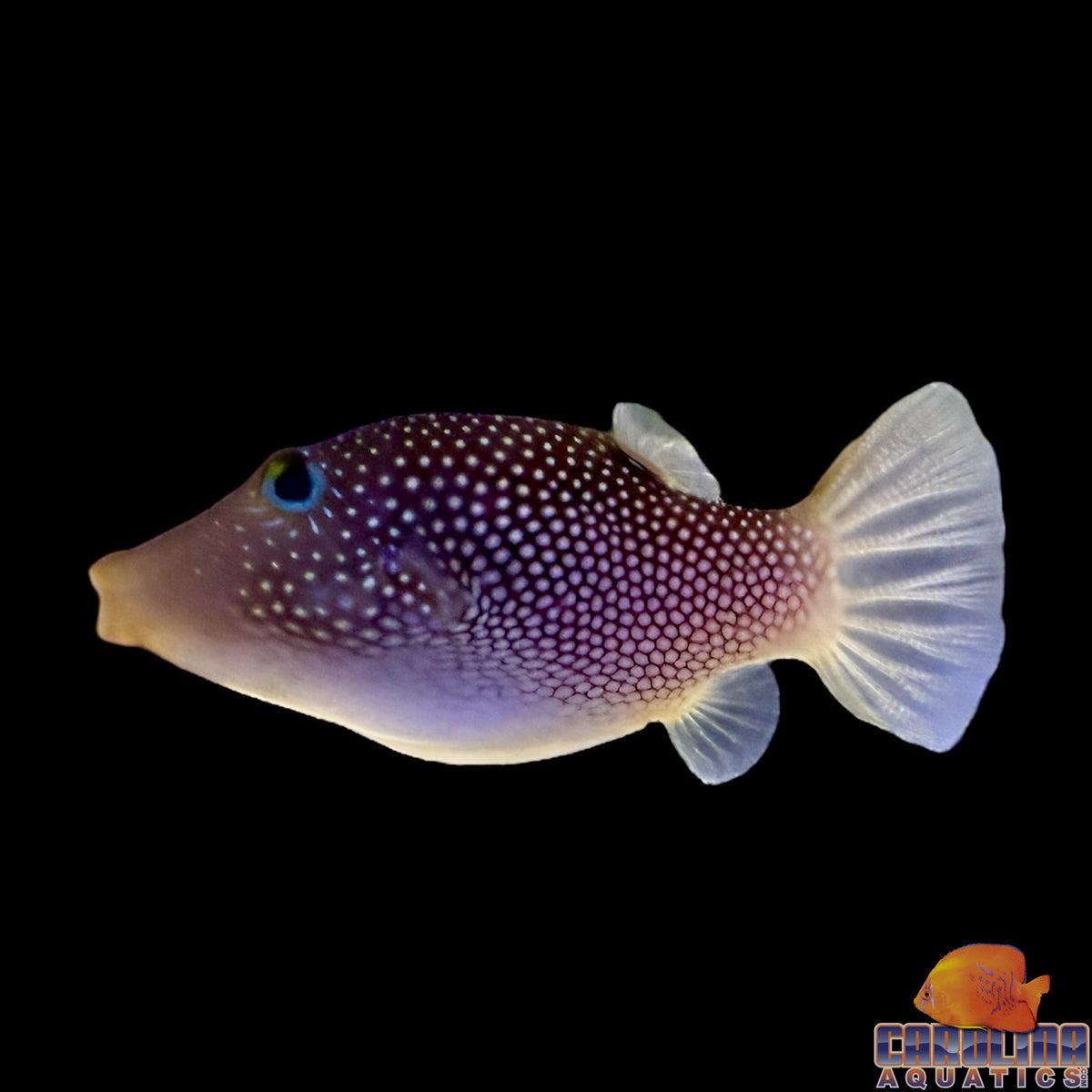 Puffer - Spotted Sharpnose