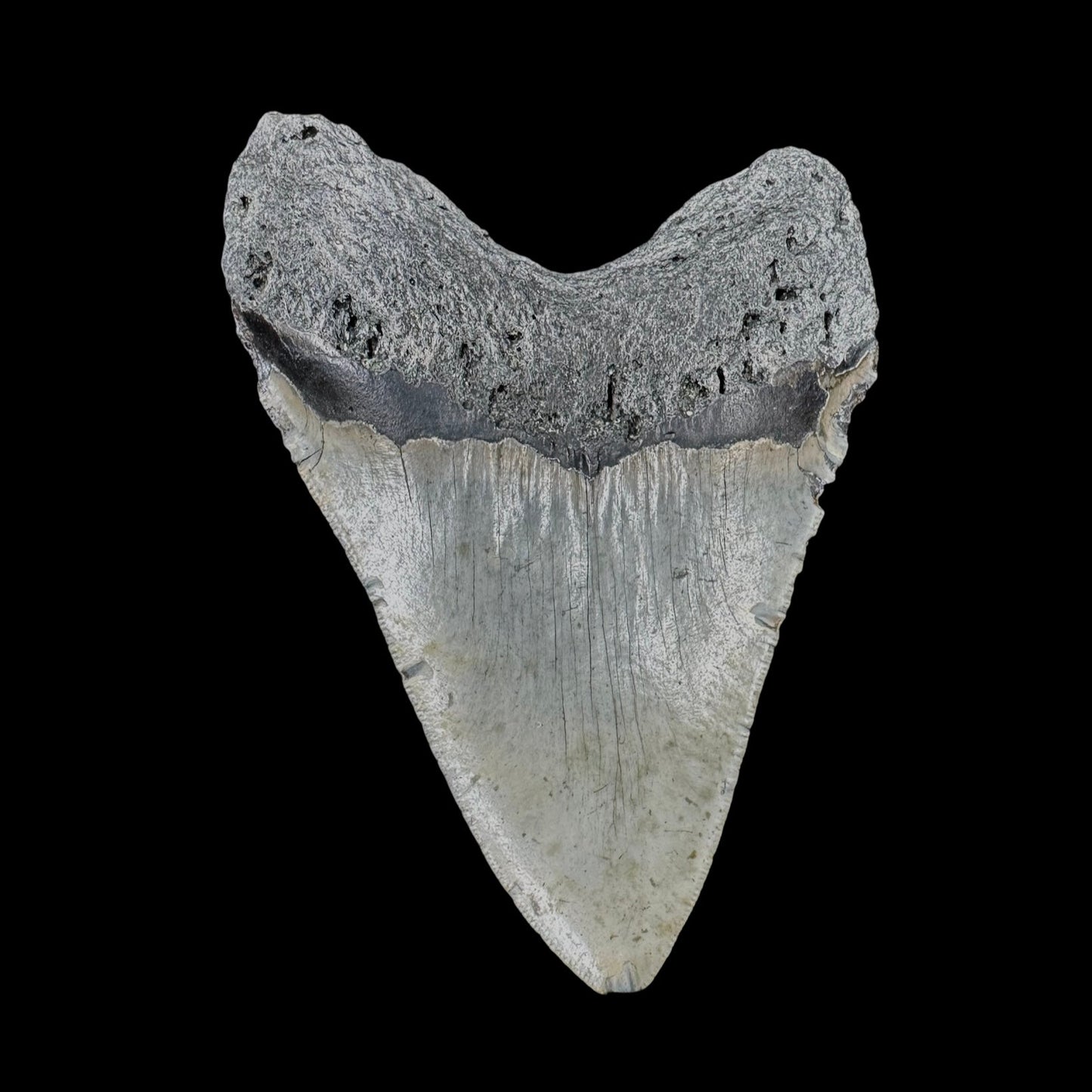 Megalodon Tooth