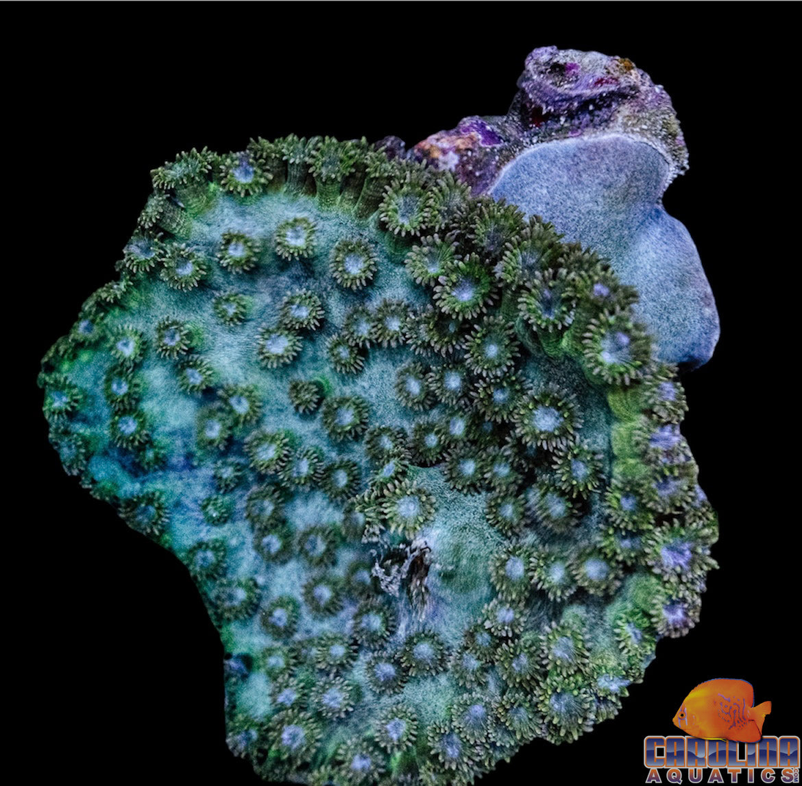 Australian - Cup Coral Pagoda Green Md
