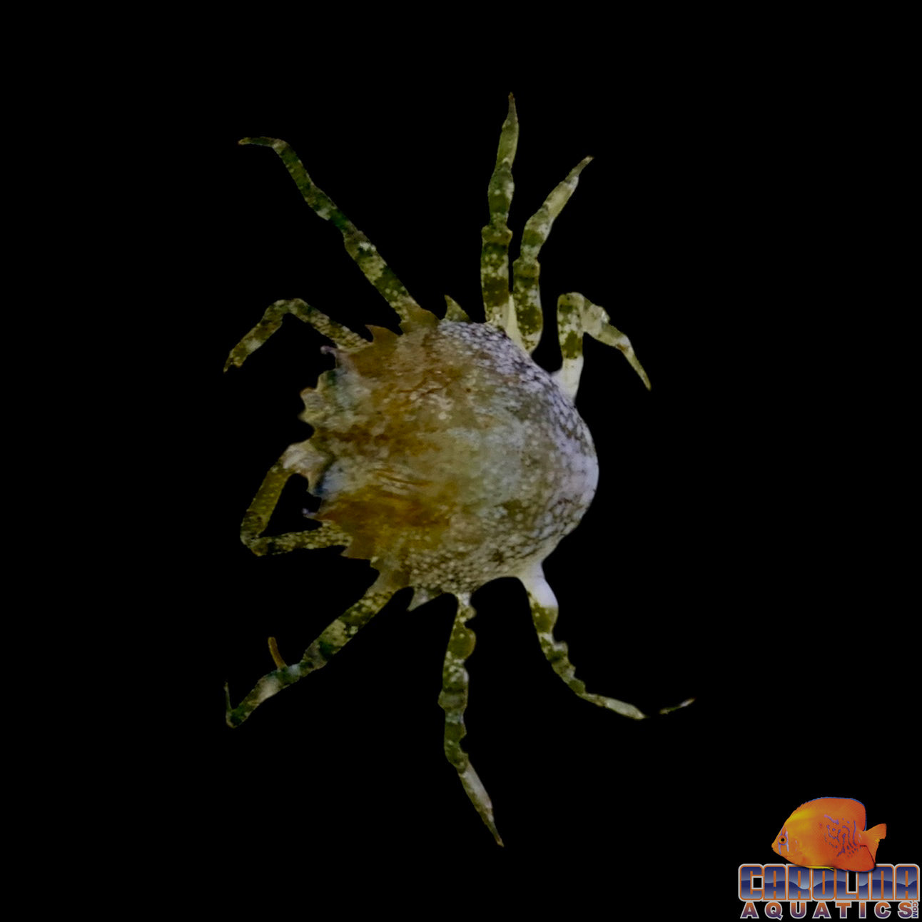 Crab - Pitho