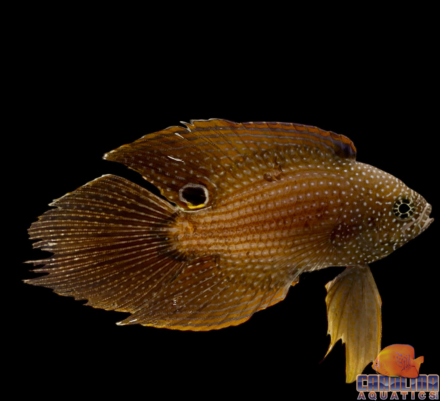 Grouper- Marine Betta Female