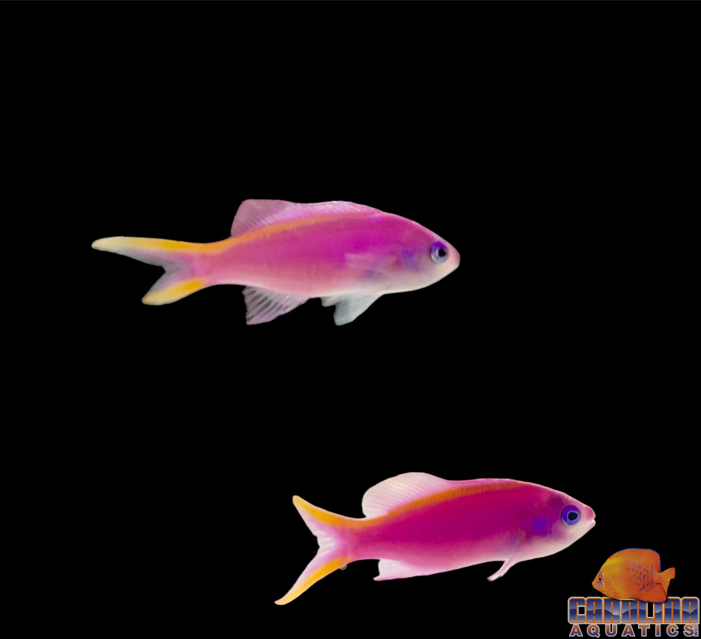 Anthias - Queen Purple Juv