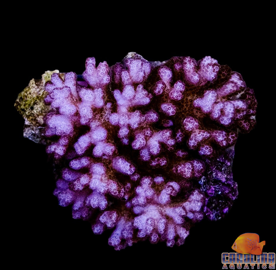 Fiji - Pocillopora Damicornis Pink